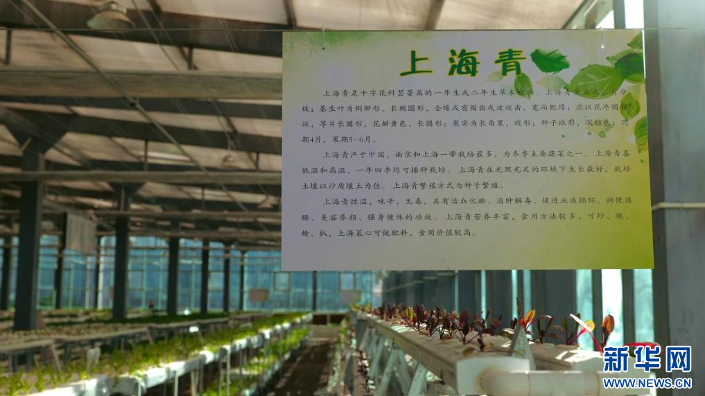 图为无土栽培大棚里的蔬菜（9月26日摄）。新华网 柑丹鸯琦摄