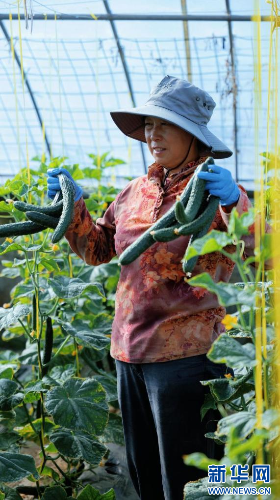 图为工人展示采摘的黄瓜（9月26日摄）。新华网 柑丹鸯琦摄